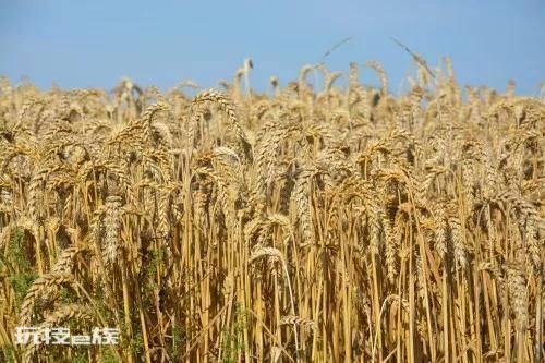 小麦和水稻哪个播种范围广(哪种作物的种植面积更大)-图片2